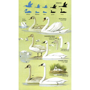 BIRDS OF NORTH AMERICA. A GUIDE TO FIELD IDENTIFICATION 4