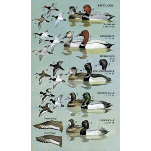 BIRDS OF NORTH AMERICA. A GUIDE TO FIELD IDENTIFICATION 5