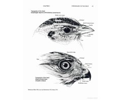 MANUAL OF ORNITHOLOGY: AVIAN STRUCTURE AND FUNCTION 3