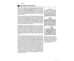 MANUAL OF ORNITHOLOGY: AVIAN STRUCTURE AND FUNCTION 4