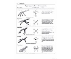 MANUAL OF ORNITHOLOGY: AVIAN STRUCTURE AND FUNCTION 6