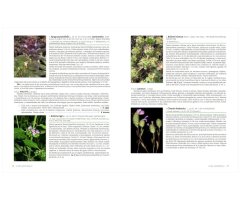 FLORA VALENTINA IV (LAMIACEAE - RHAMNACEAE) 2