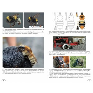 BUMBLEBEES OF EUROPE AND NEIGHBOURING REGIONS - HYMENOPTERA OF EUROPE 3 3