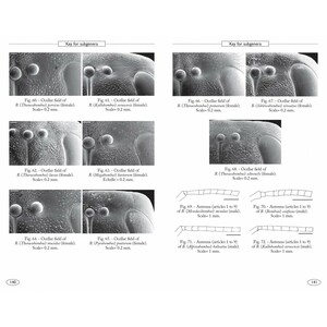 BUMBLEBEES OF EUROPE AND NEIGHBOURING REGIONS - HYMENOPTERA OF EUROPE 3 4