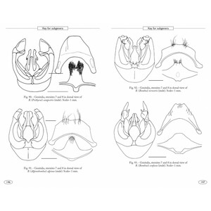 BUMBLEBEES OF EUROPE AND NEIGHBOURING REGIONS - HYMENOPTERA OF EUROPE 3 5