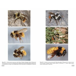 BUMBLEBEES OF EUROPE AND NEIGHBOURING REGIONS - HYMENOPTERA OF EUROPE 3 8