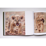 GRANDES GATOS AFRICANOS 3