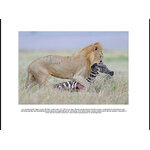 GRANDES GATOS AFRICANOS 4