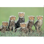 GRANDES GATOS AFRICANOS 5