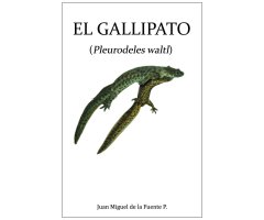 EL GALLIPATO (PLEURODELES WALTL)
