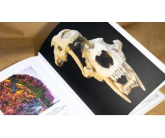 PALEONTOLOGY. AN ILLUSTRATED HISTORY 3