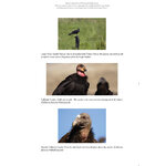 VULTURES OF THE WORLD 2