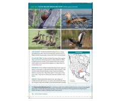 THE CORNELL LAB OF ORNITHOLOGY. REGIONAL FIELD GUIDE SERIES. ALL ABOUT BIRDS SOUTHEAST_1
