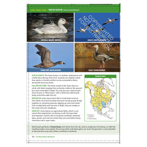 THE CORNELL LAB OF ORNITHOLOGY. REGIONAL FIELD GUIDE SERIES. ALL ABOUT BIRDS NORTHEAST: NORTHEAST US AND CANADA 4