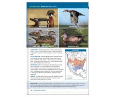 THE CORNELL LAB OF ORNITHOLOGY. REGIONAL FIELD GUIDE SERIES. ALL ABOUT BIRDS CALIFORNIA 3