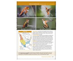 THE CORNELL LAB OF ORNITHOLOGY. REGIONAL FIELD GUIDE SERIES. ALL ABOUT BIRDS TEXAS AND OKLAHOMA_1