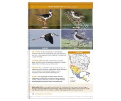 THE CORNELL LAB OF ORNITHOLOGY. REGIONAL FIELD GUIDE SERIES. ALL ABOUT BIRDS TEXAS AND OKLAHOMA 3