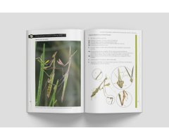 GUÍA DE IDENTIFICACIÓN DE LAS MANTIS IBÉRICAS (MANTODEA) VOL. 2 4