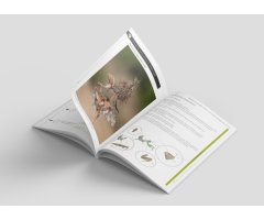 GUÍA DE IDENTIFICACIÓN DE LAS MANTIS IBÉRICAS (MANTODEA) VOL. 2 2