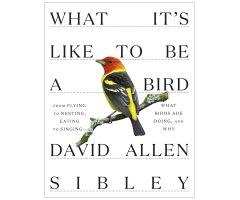 WHAT IT'S LIKE TO BE A BIRD. FROM FLYING TO NESTING, EATING TO SINGING -  WHAT BIRDS ARE DOING, AND WHY