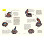 WHAT IT'S LIKE TO BE A BIRD. FROM FLYING TO NESTING, EATING TO SINGING -  WHAT BIRDS ARE DOING, AND WHY 4