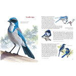 WHAT IT'S LIKE TO BE A BIRD. FROM FLYING TO NESTING, EATING TO SINGING -  WHAT BIRDS ARE DOING, AND WHY 5