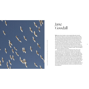 SINAGOTE. THE BIOGRAPHY OF A SPOONBILL 3