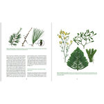 MANUAL PRACTIC DE BOTANICA. MORFOLOGIA DE LES PLANTES VASCULARS 3