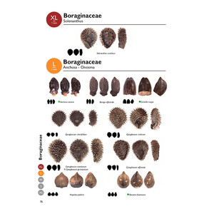 MARIS NOSTRI NOVUS ATLAS: SEEDS AND FRUITS FROM THE MEDITERRANEAN BASIN_1