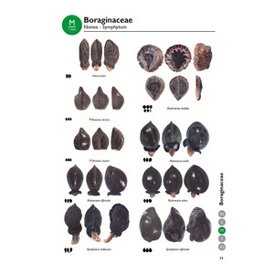 MARIS NOSTRI NOVUS ATLAS: SEEDS AND FRUITS FROM THE MEDITERRANEAN BASIN 3