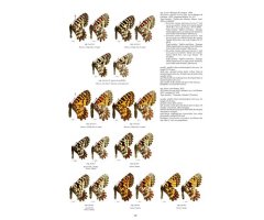 GUIDE TO THE BUTTERFLIES OF THE PALEARTIC REGION. PAPILIONIDAE PART 3 2