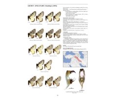 GUIDE TO THE BUTTERFLIES OF THE PALEARTIC REGION. PAPILIONIDAE PART 3 3