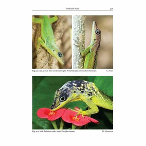 REPTILES OF THE LESSER ANTILLES_1