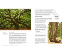 THE WORLD ATLAS OF TREES AND FORESTS. EXPLORING EARTH'S FOREST ECOSYSTEMS 3