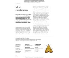 THE LIVES OF MOTHS. A NATURAL HISTORY OF OUR PLANET'S MOTH LIFE 4