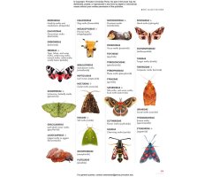 THE LIVES OF MOTHS. A NATURAL HISTORY OF OUR PLANET'S MOTH LIFE 5