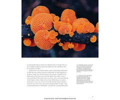 THE LIVES OF FUNGI. A NATURAL HISTORY OF OUR PLANET'S DECOMPOSERS 4
