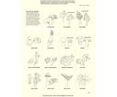 THE LIVES OF FUNGI. A NATURAL HISTORY OF OUR PLANET'S DECOMPOSERS 6