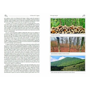 EL BOSQUE INTEGRAL 4