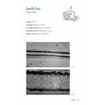 THE HAIR SCALE IDENTIFICATION GUIDE TO TERRESTRIAL CARNIVORES OF CANADA 2