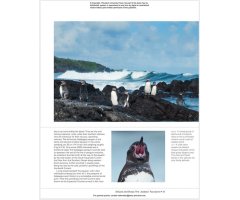 PENGUINS: THE ULTIMATE GUIDE 5