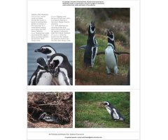 PENGUINS: THE ULTIMATE GUIDE 6