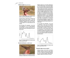 MIGRA VALL FOSCA. LA MIGRACIÓ D\'OCELLS PASSERIFORMES PEL PIRINEU CATALÀ 5