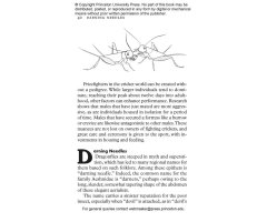 INSECTPEDIA. A BRIEF COMPENDIUM OF INSECT LORE 2