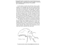 INSECTPEDIA. A BRIEF COMPENDIUM OF INSECT LORE 3