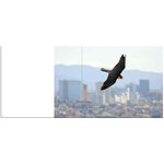 HALCONES DE BARCELONA / BARCELONA FALCONS 5