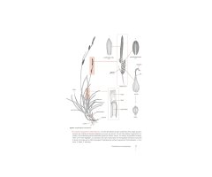 CAREX DE FRANCE 4