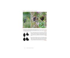 CAREX DE FRANCE 5