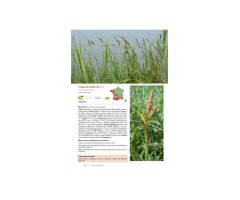 CAREX DE FRANCE 6
