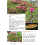 PLANTES DE MONTAGNE 4